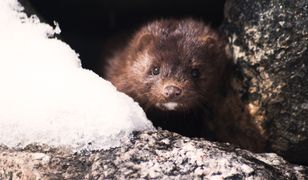 Znęcał się nad norkami, bo go gryzły. Okrutnie je dręczył