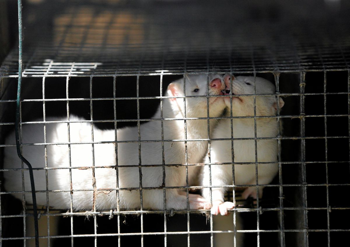Prawica kłóci się o zakaz hodowli zwierząt futerkowych. W tle ogromne pieniądze z USA, aborcja i "lewactwo"
