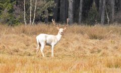 "Spotkałem ducha". Leśnik zrobił niezwykłe zdjęcia