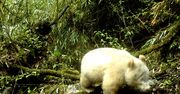 Panda albinos sfotografowana pierwszy raz. Była jak yeti
