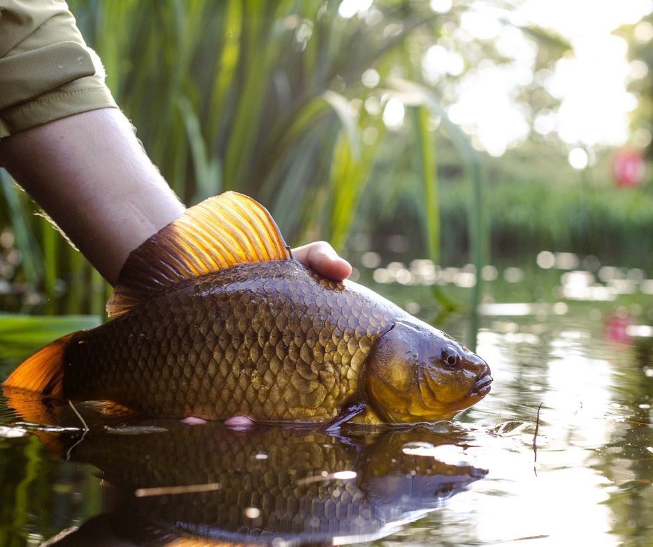 Karp- Pyszności