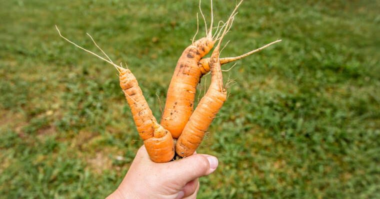 Niedoskonałe warzywa w Lidlu- Pyszności