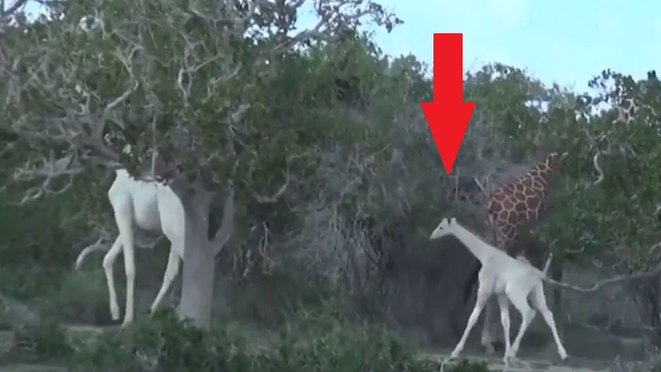 Białe żyrafy w Kenii.