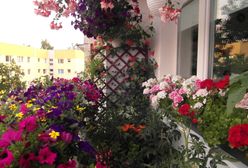 Wysłaliście nam zdjęcia Waszych majówkowych ogródków, działek i balkonów. Są imponujące!