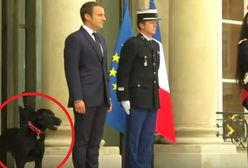 Macron przygarnął psa ze schroniska. Nemo szybko podbił serca Francuzów
