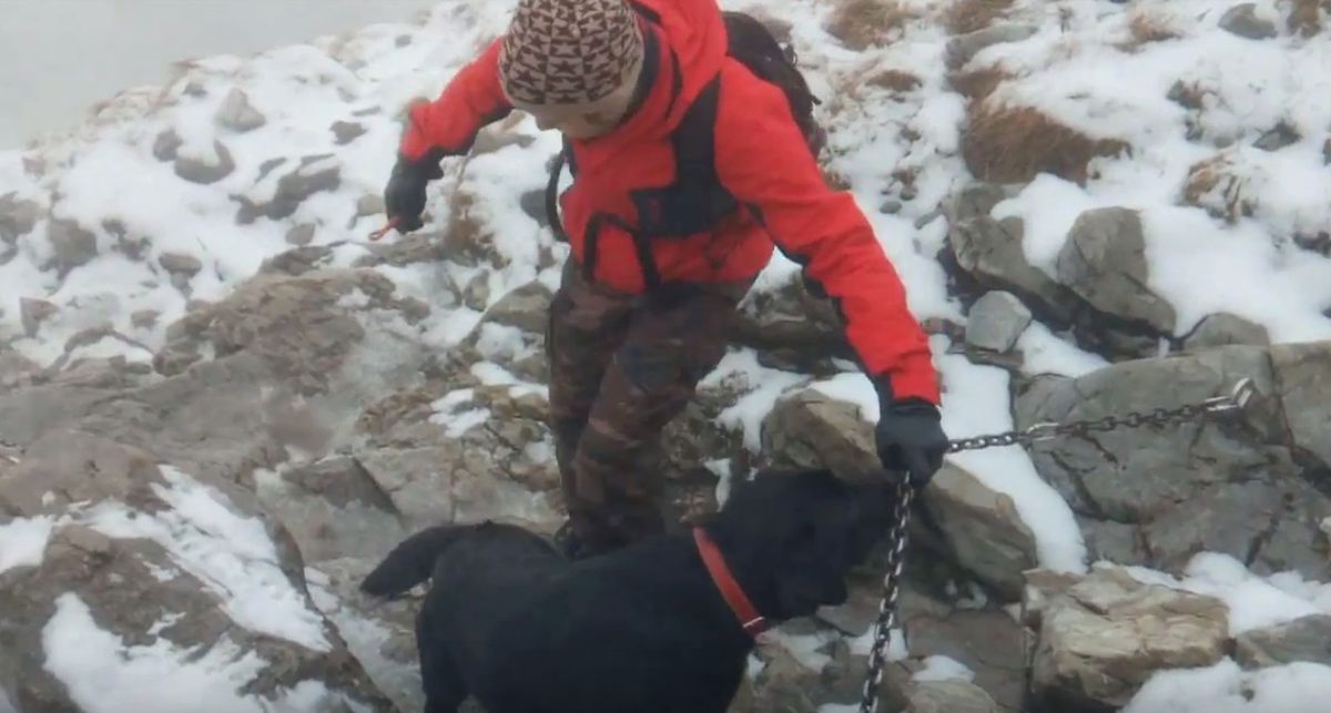 Przerażony labrador na szczycie Giewontu. Turyści podjęli niezwykłą akcję ratunkową