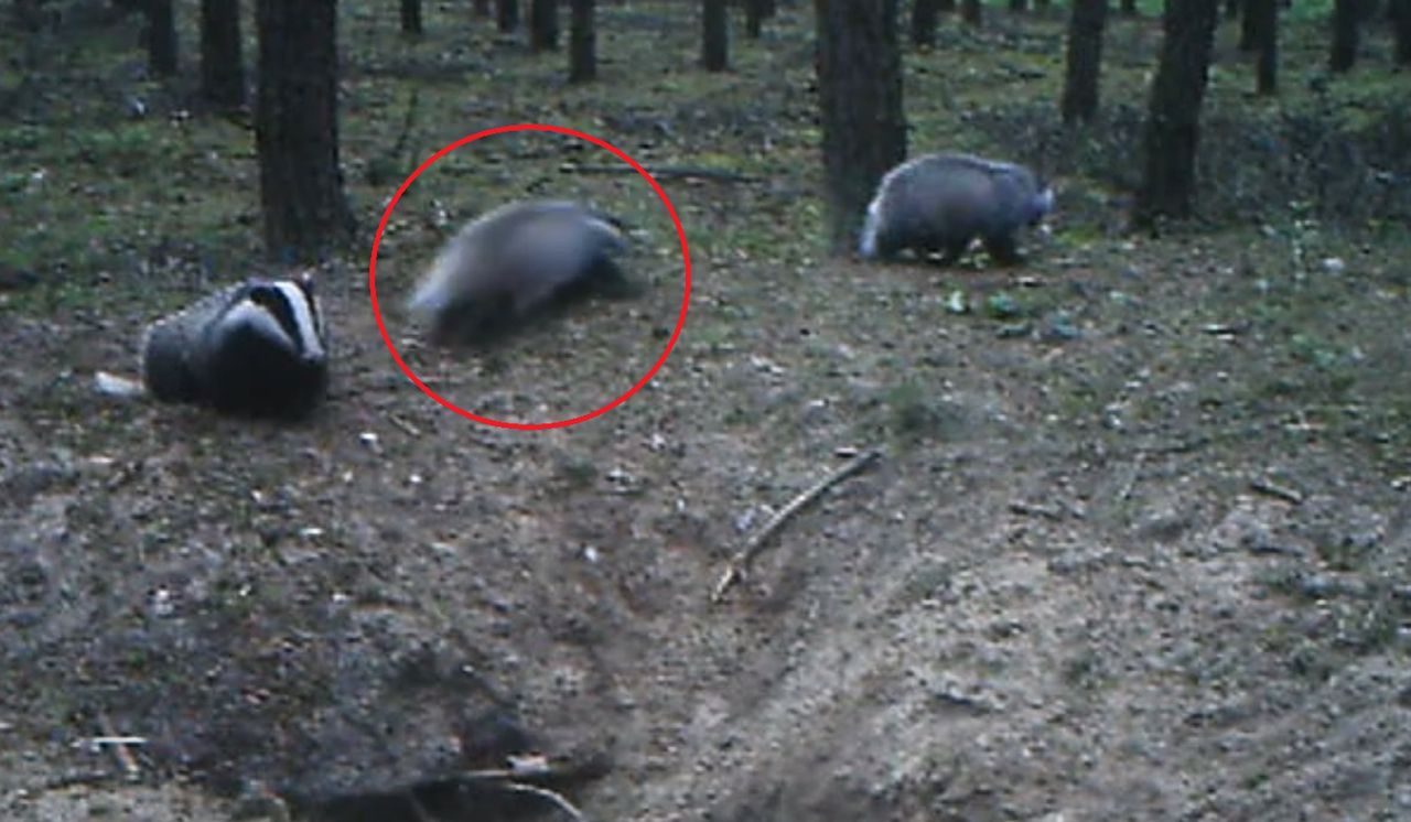 To najbardziej rozrywkowy borsuk, jakiego widzieliście. Beztrosko hula po wielkopolskim lesie