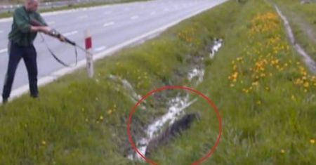 Tak służby państwowe pozbyły się dzika. Wszczęto dochodzenie ws. drastycznego nagrania
