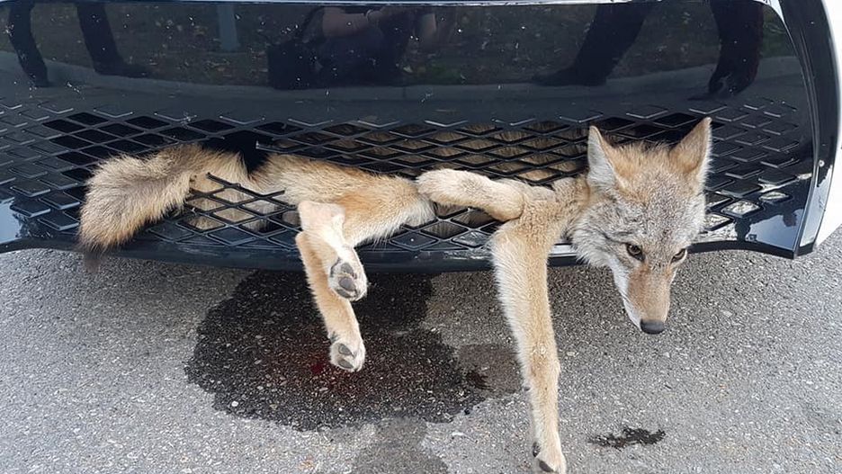 Kojot wbiegł pod samochód i utknął w zderzaku.