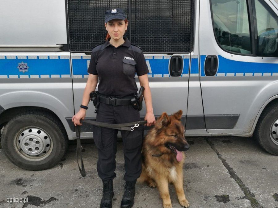 Polscy internauci pod wrażeniem Borysa. Pies odnalazł zaginioną kobietę 