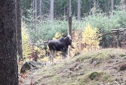 Łoś w Karkonoszach – prawdziwy przyrodniczy ewenement