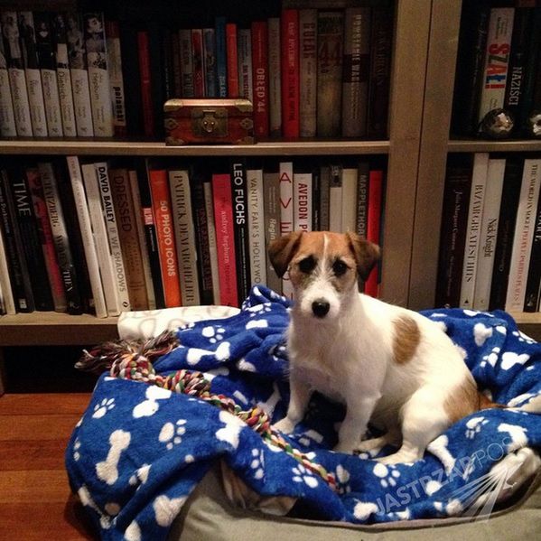 Cudna - piesek Karoliny
Fotografia: Instagram.com