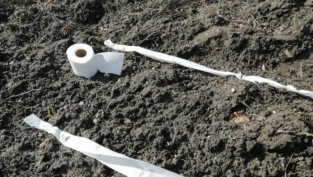 Jak zrobić taśmę nasienną fot. genialne.pl