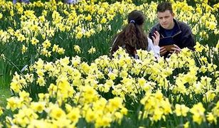 Żółte żonkile w krakowskim tramwaju