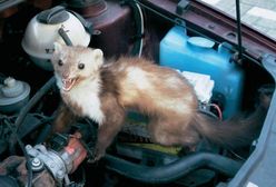 Sposoby na zwierzęta niszczące samochody