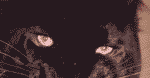 Polowanie na czarną panterę