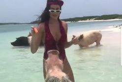 Dziewczyna Krychowiaka karmi świnie nad morzem. Jej mina bezcenna