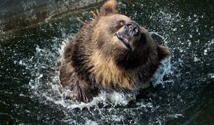 Warszawa: w ZOO mężczyzna wpadł do wybiegu dla niedźwiedzi. Chciał zrobić sobie selfie, ale był pijany