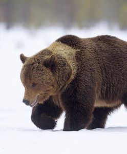 Niedźwiedź przechytrzył myśliwego. Ukradł mu broń