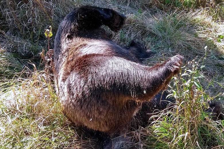 Tatry: Martwy niedźwiedź znaleziony przy szlaku