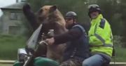 Niedźwiedź na motorze. Bestialstwo, czy dobra zabawa?