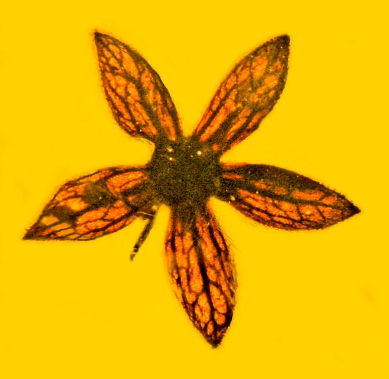 Najstarszy kwiat świata. Ma około 100 milionów lat 