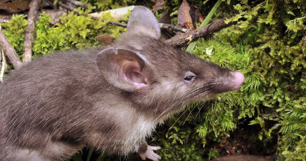 Zobaczcie "świńskiego" szczura. Odkryli nowy gatunek