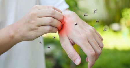 Komary lgną do ciebie jak szalone? 6 przyczyn, przez które intensywnie je zwabiasz