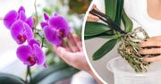 Co zrobić, aby storczyk zaczął kwitnąć? Ten szwedzki trik zwali Cię z nóg