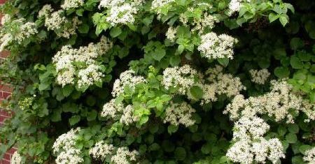 Hortensja pnąca (Hydrangea petiolaris)