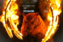 Rosja: Tygrys zwija się z bólu podczas cyrkowego przedstawienia