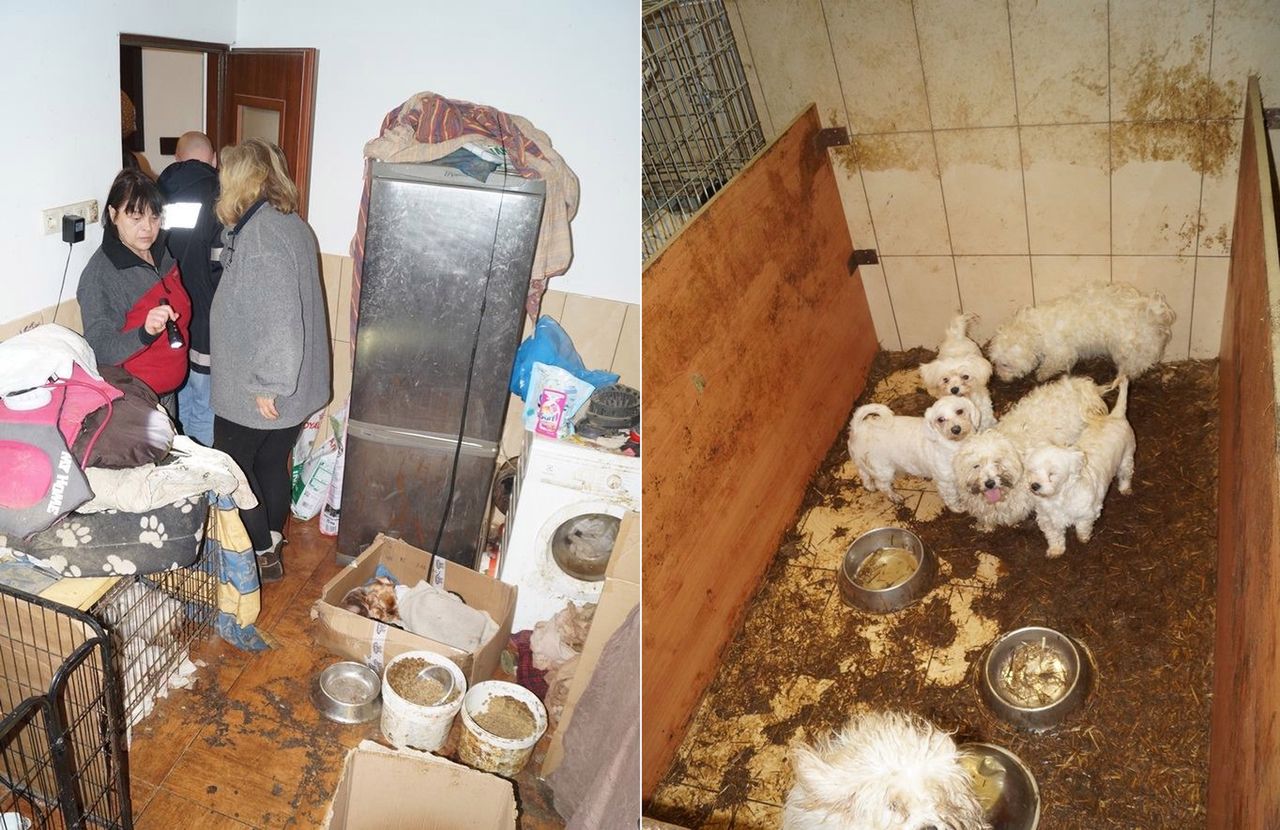 Tragedia 170 zwierząt. Fekalia, choroby i śmierć