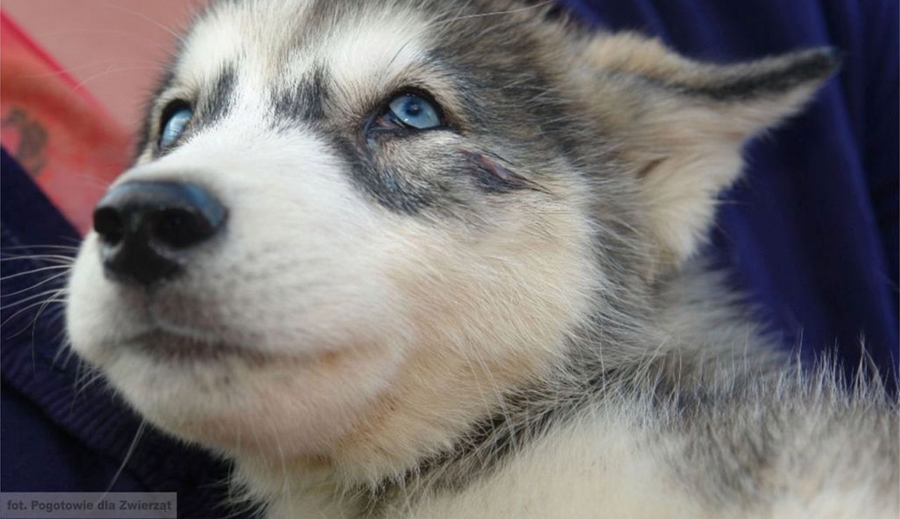Z chorej miłości skazywała zwierzęta na śmierć. Może Ewa O. opiekuje się właśnie twoim psem?