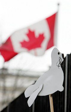 "Na ratunek fokom" - protest pod ambasadą Kanady