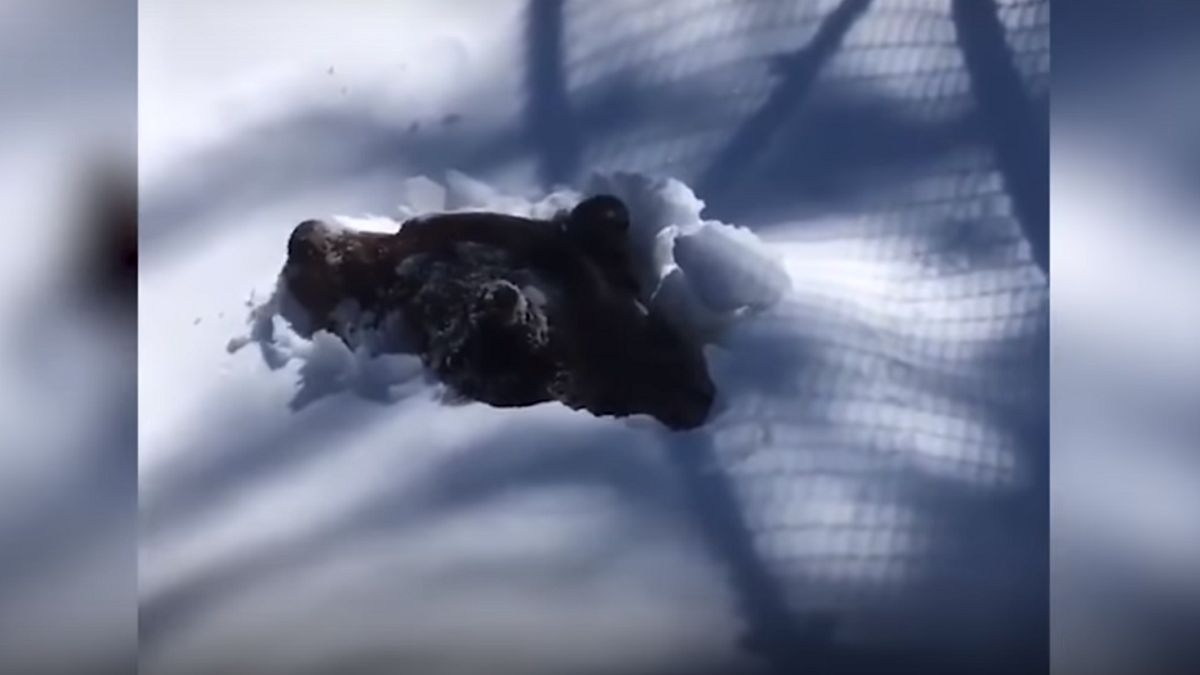 Kanada. Nagrała pobudkę niedźwiedzia grizzly.