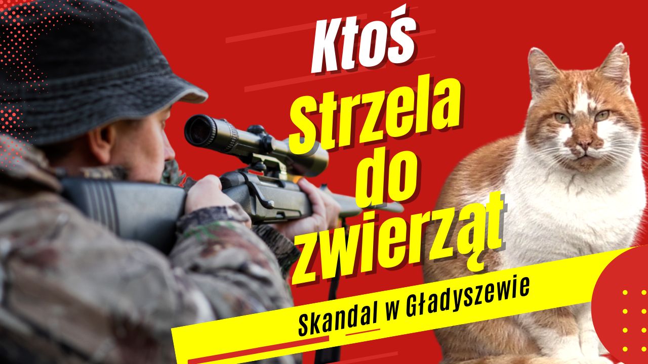 Skandal w Gładyszewie. Ktoś strzela do zwierząt