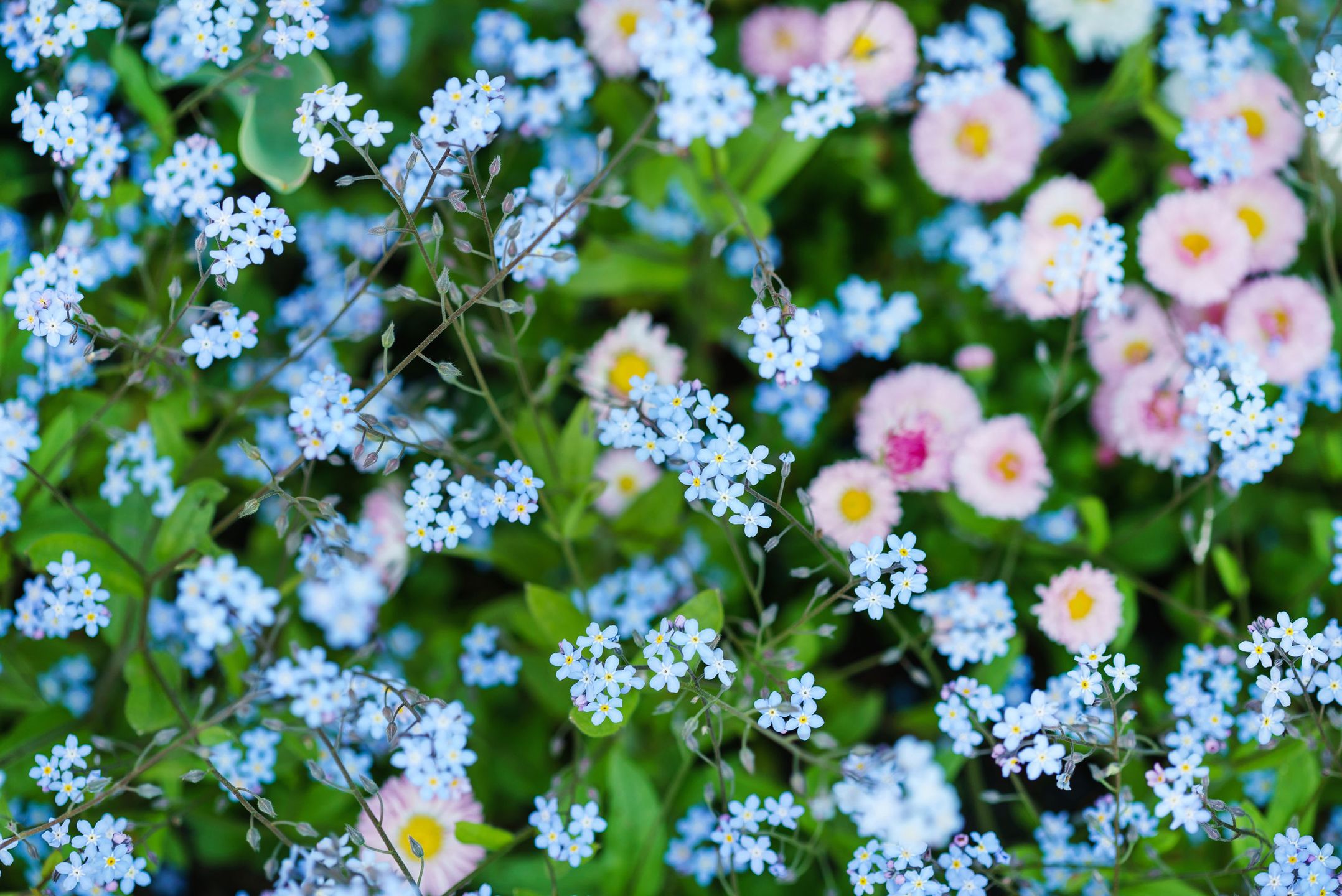 spring meadow 