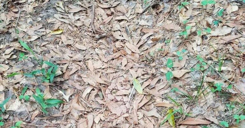 Can You Spot a Snake among the Leaves? You Need to Have the Eye of an Eagle