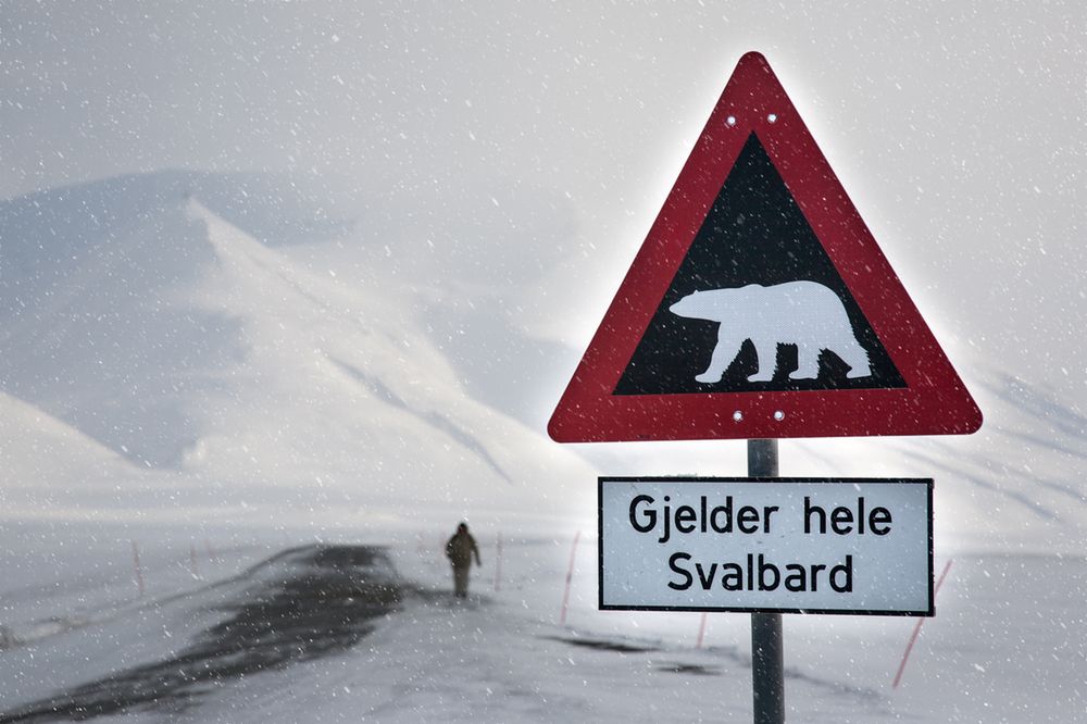 Norwedzy drwią z Australijczyków. Poszło o ostrzeżenie przed atakami niedźwiedzi