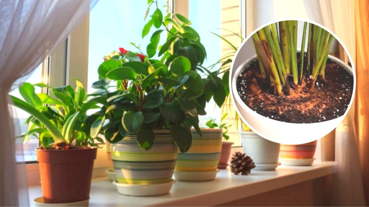 An Inexpensive Way to Get Rid of Pests, Fungus and Mold From the Soil of Potted Plants