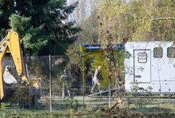 Poznań. Tygrysy miały zostać "częściami". Wstrząsające słowa dyrektor zoo