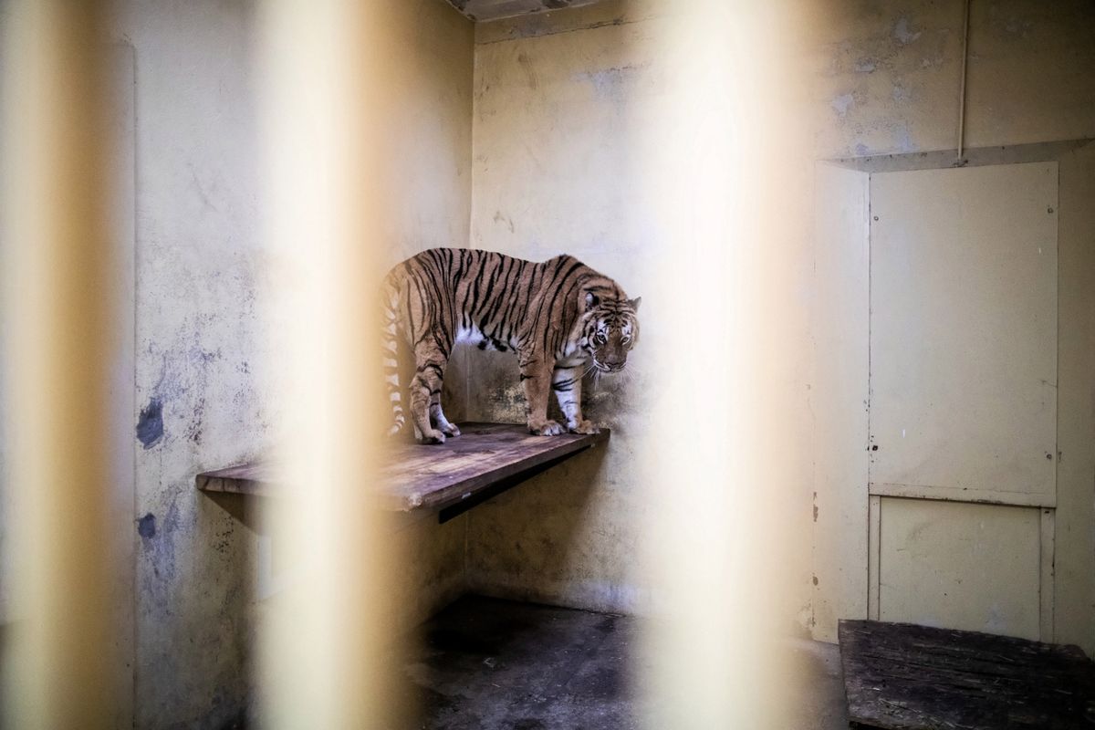 Tygrysy z poznańskiego zoo odzyskują siły. Dostały nawet imiona