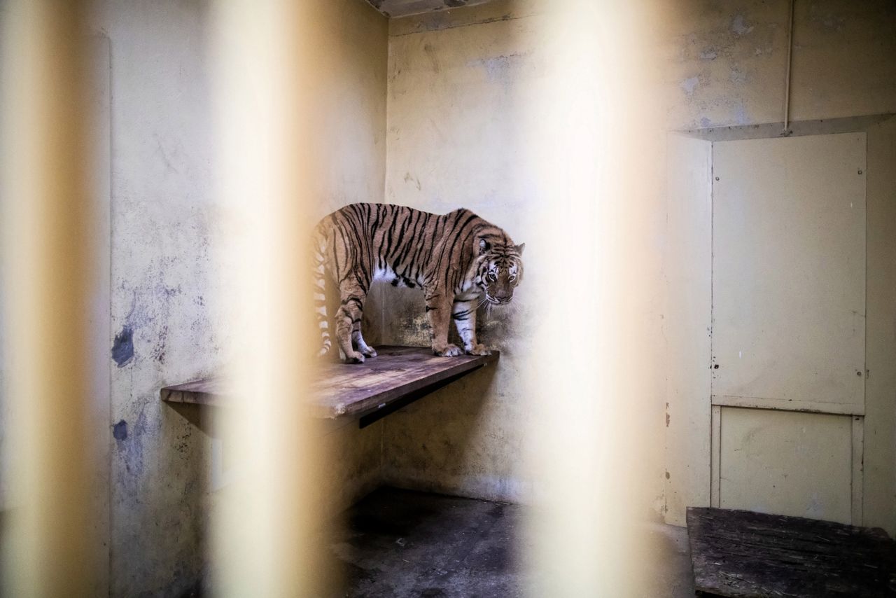 Tygrysy z poznańskiego zoo odzyskują siły. Dostały nawet imiona