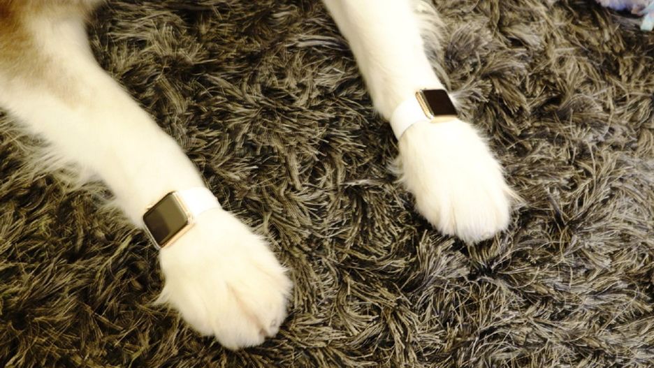 Poznań: Pies pobity na oczach małych dzieci. Mieszkańcy szukają inicjatorki zdarzenia