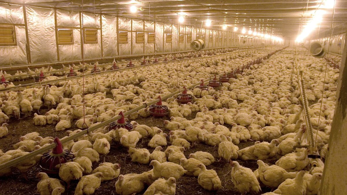 Ekolodzy alarmują, że fermy drobiu będą teraz powstawać znacznie bliżej działek sąsiadów. Rząd twierdzi, że takiego ryzyka nie ma