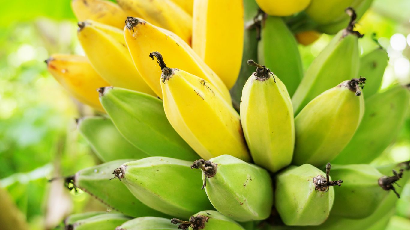 Plantacje bananów zagrożone przez grzyb Fusarium (TR4)