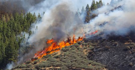 Gran Canaria. Ogromny pożar hiszpańskich lasów. Trwa walka z żywiołem