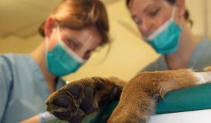 Dolny Śląsk. Zwierzę miało nowotwór wielkości noworodka. Właściciele twierdzili, że stracił apetyt