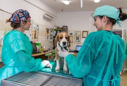 Mem, który stał się rzeczywistością. Polacy przestają szczepić psy