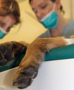 Dolny Śląsk. Zwierzę miało nowotwór wielkości noworodka. Właściciele twierdzili, że stracił apetyt